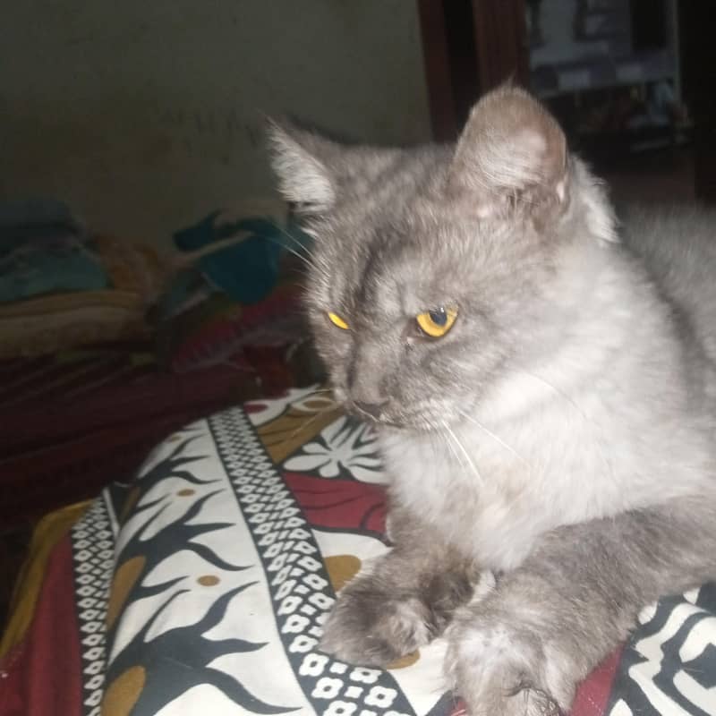Bella 1
