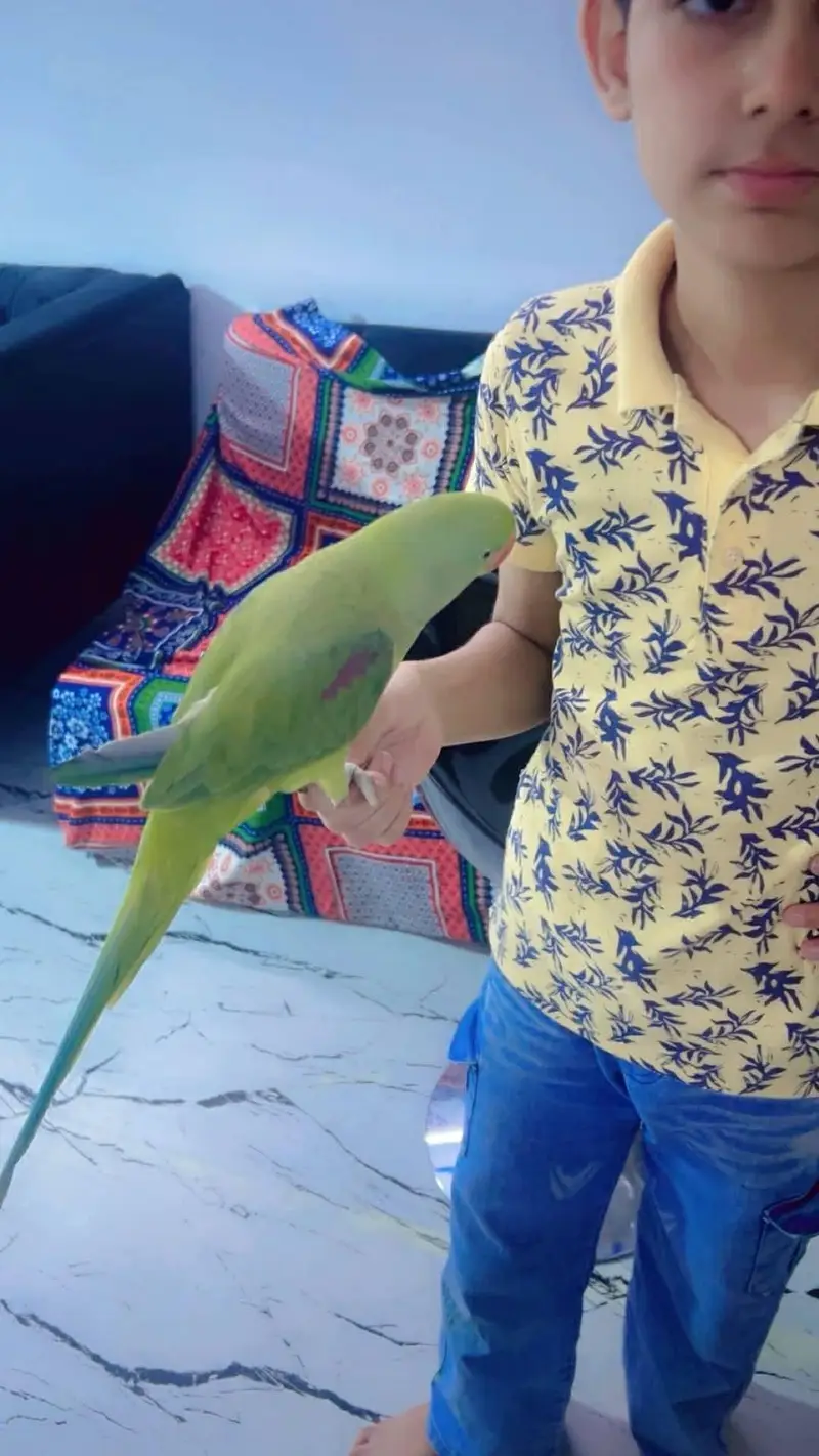 raw parrot female — photo 3