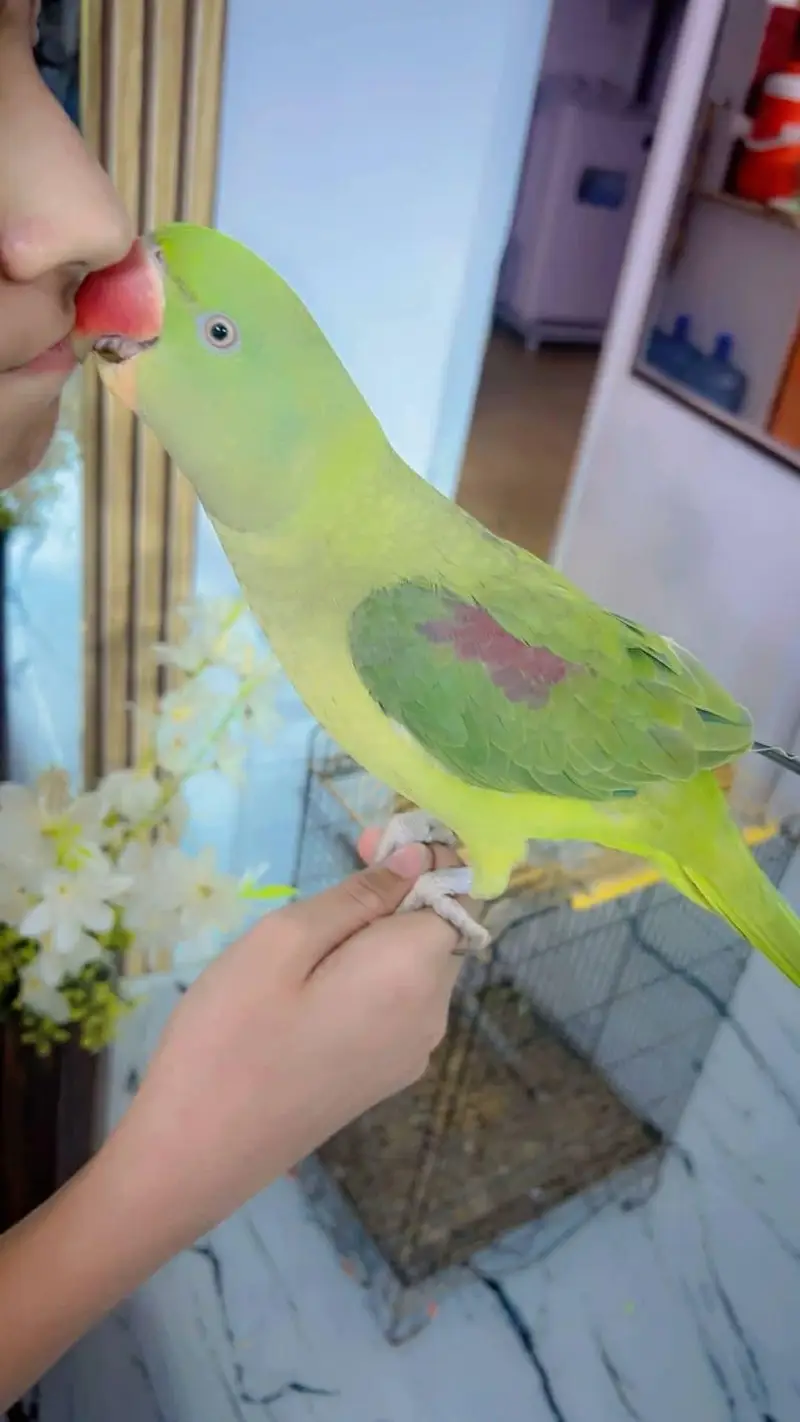 raw parrot female — photo 4