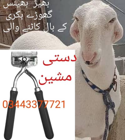 sheep trimmer