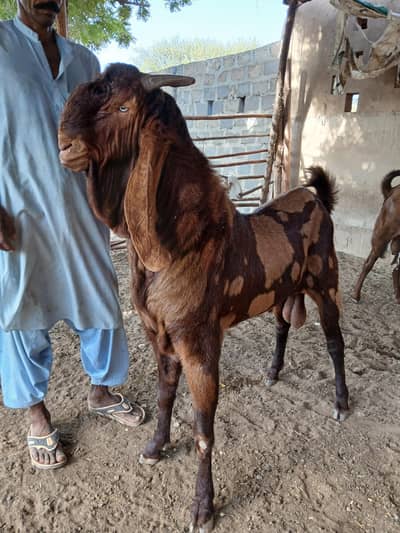 BREEDER BAKRAY & GABBAN BAKRIAN FOR SALE ALL STOCK CONTACT 03136739174