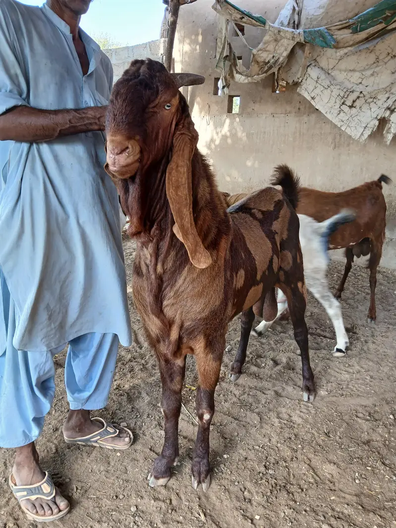 BREEDER BAKRAY & GABBAN BAKRIAN FOR SALE ALL STOCK CONTACT 03136739174 — photo 2