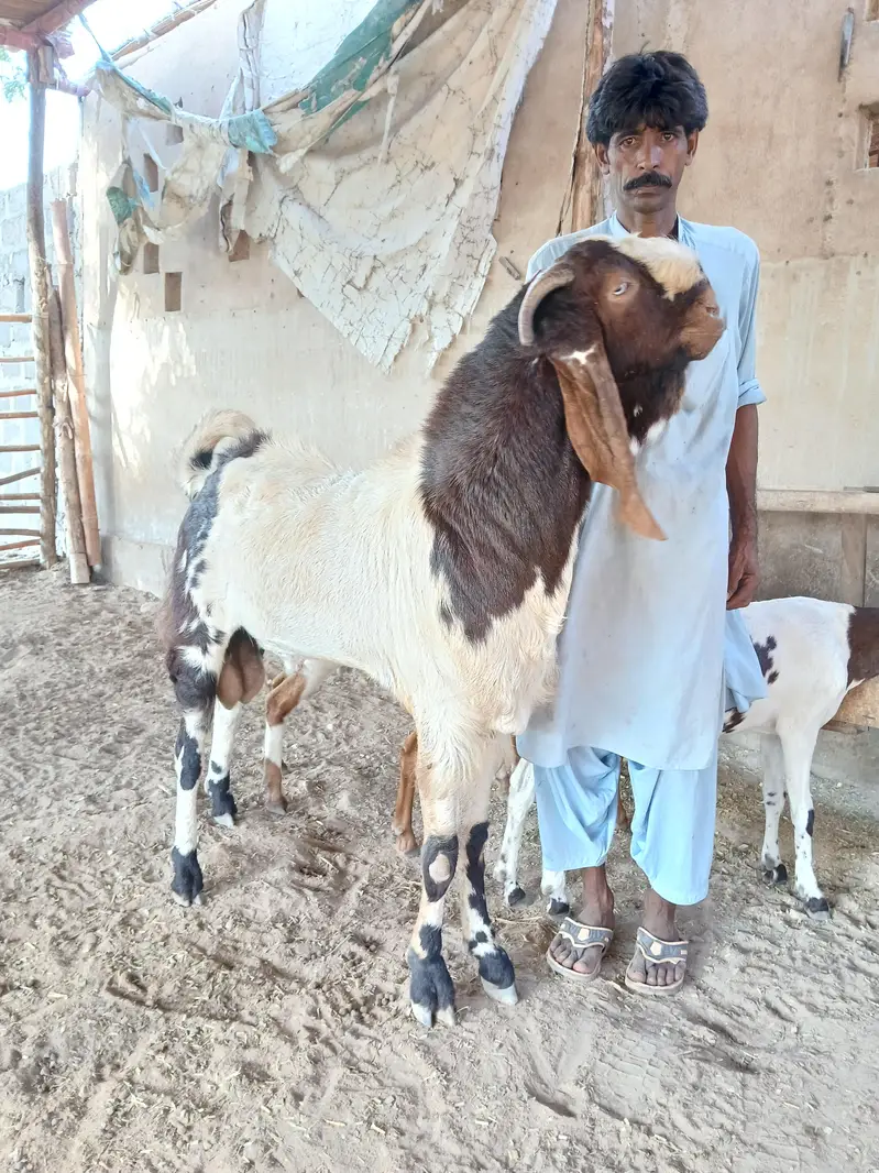 BREEDER BAKRAY & GABBAN BAKRIAN FOR SALE ALL STOCK CONTACT 03136739174 — photo 3