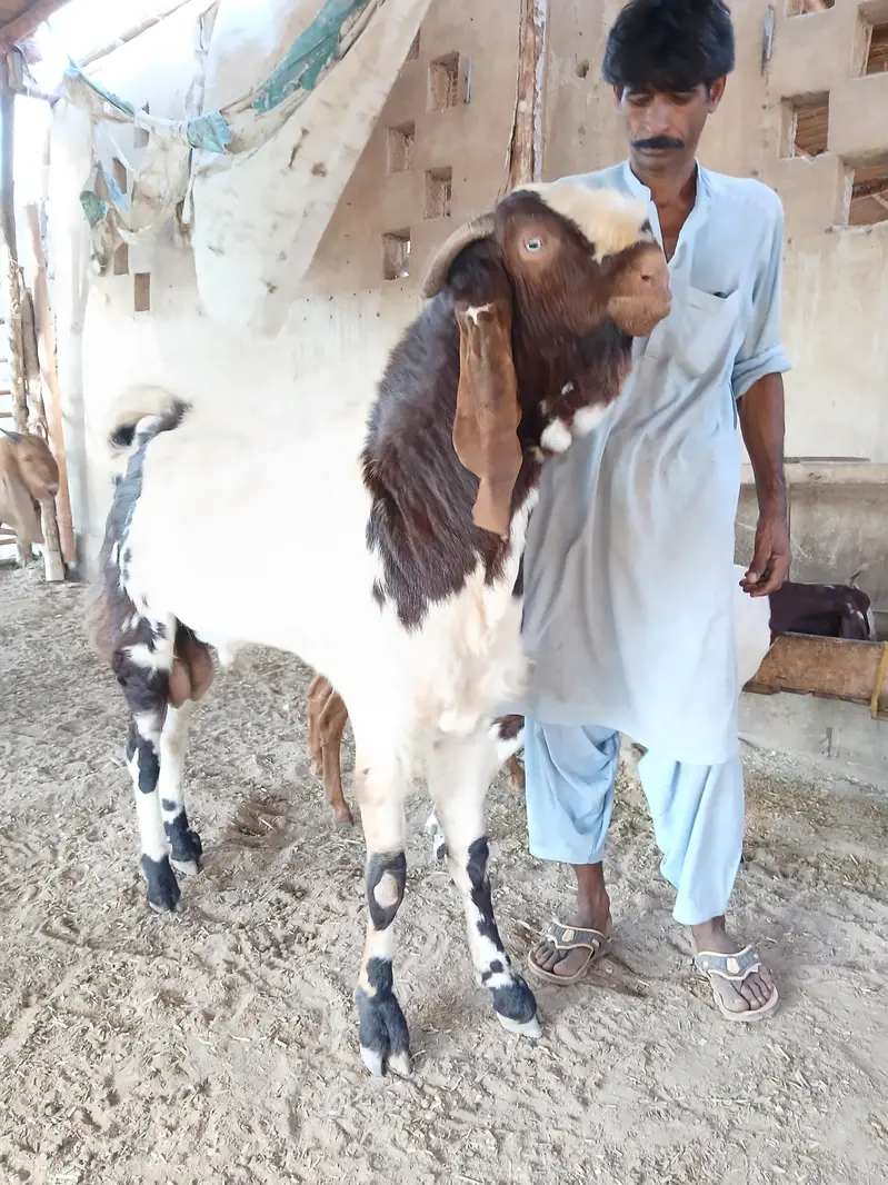 BREEDER BAKRAY & GABBAN BAKRIAN FOR SALE ALL STOCK CONTACT 03136739174 — photo 4