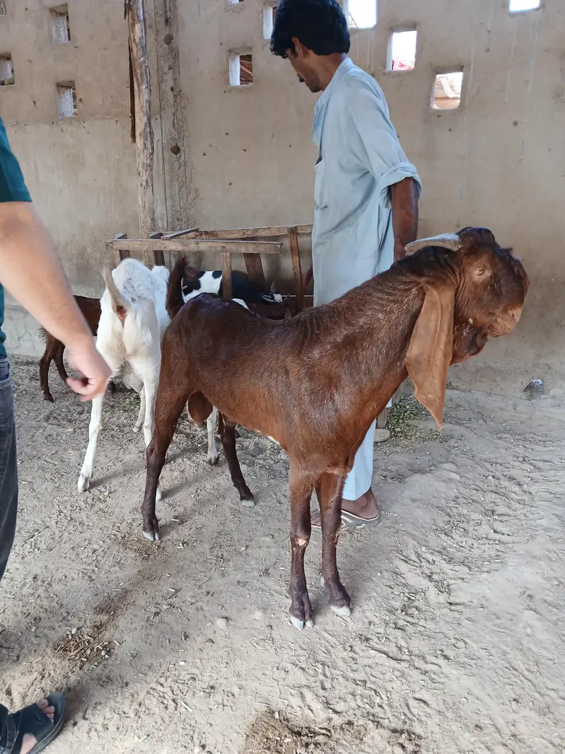 BREEDER BAKRAY & GABBAN BAKRIAN FOR SALE ALL STOCK CONTACT 03136739174 — photo 5