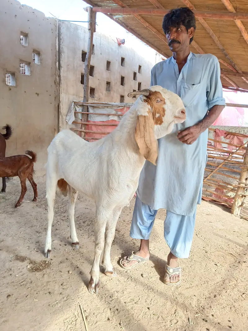 BREEDER BAKRAY & GABBAN BAKRIAN FOR SALE ALL STOCK CONTACT 03136739174 — photo 6