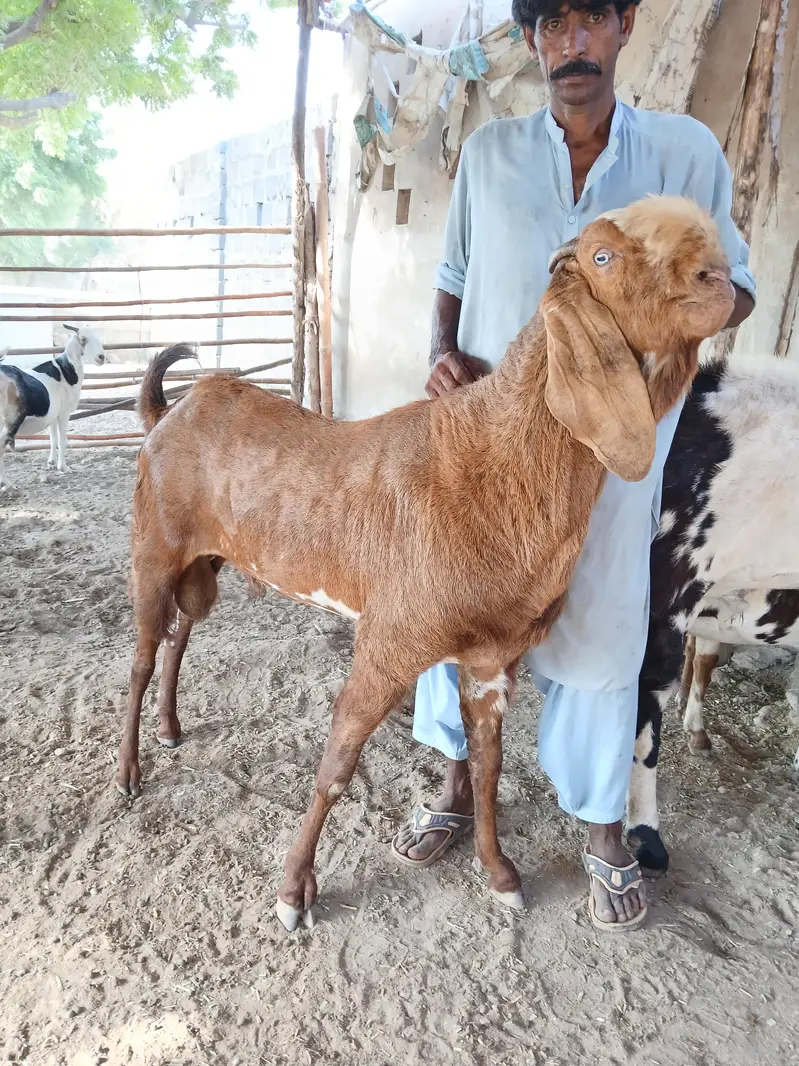 BREEDER BAKRAY & GABBAN BAKRIAN FOR SALE ALL STOCK CONTACT 03136739174 — photo 7