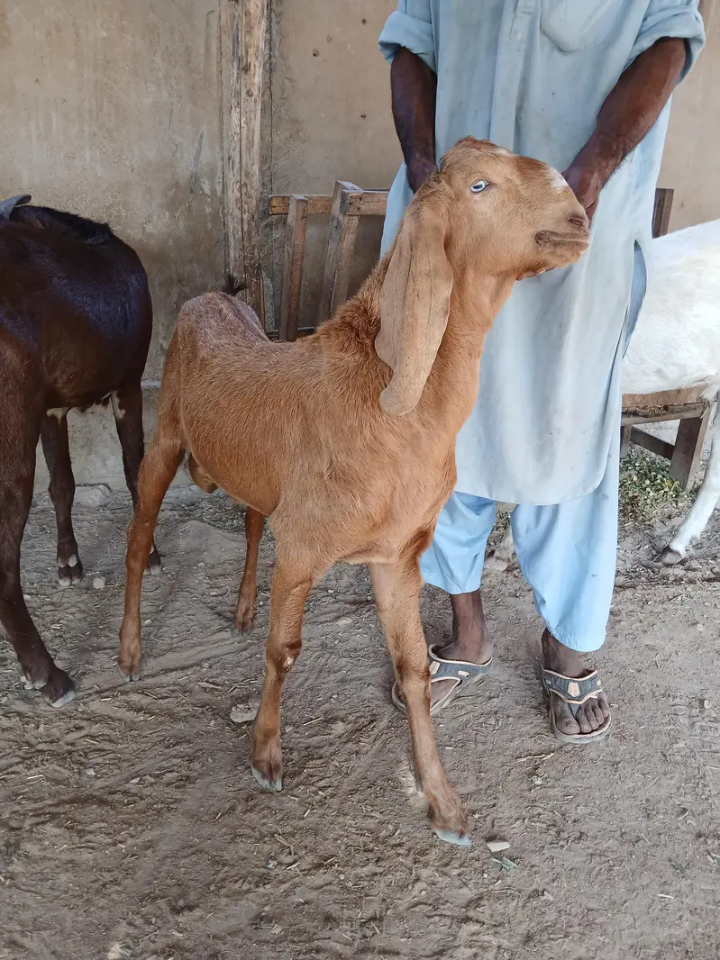 BREEDER BAKRAY & GABBAN BAKRIAN FOR SALE ALL STOCK CONTACT 03136739174 — photo 8