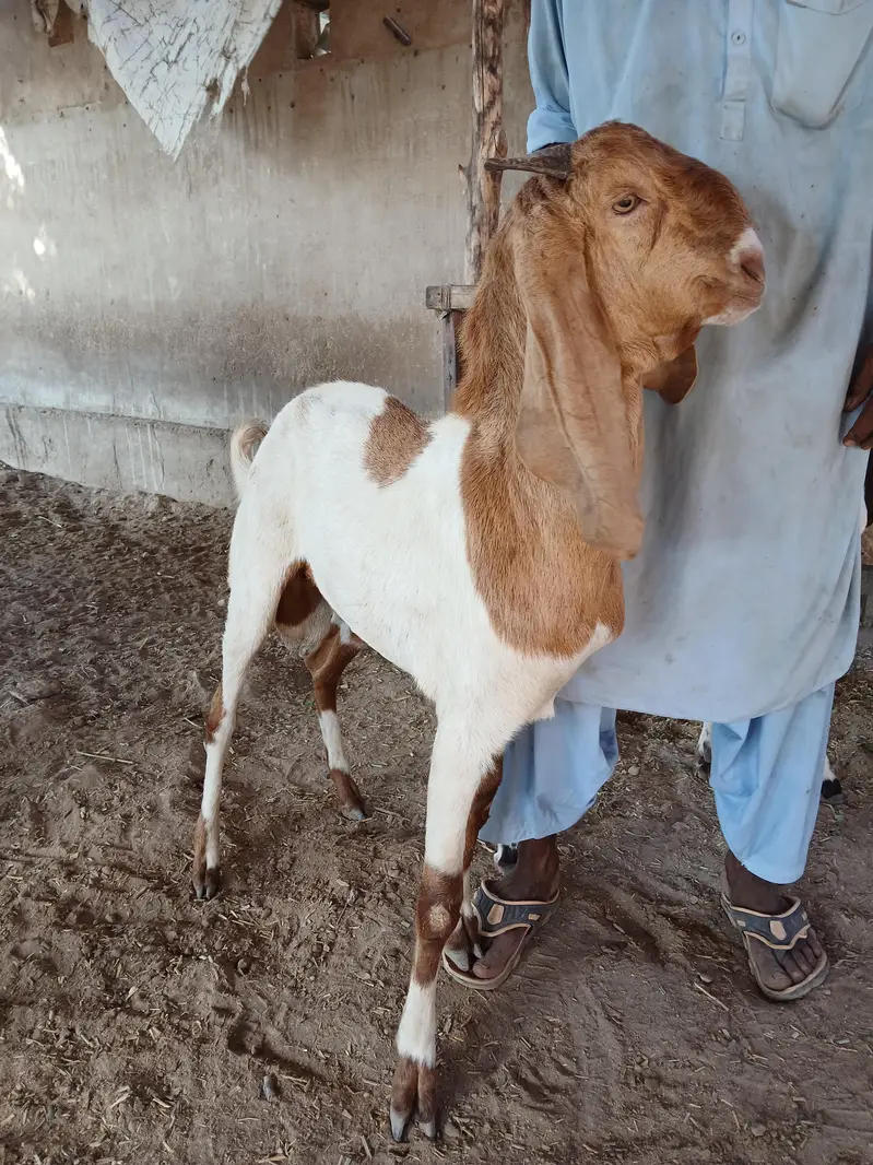 BREEDER BAKRAY & GABBAN BAKRIAN FOR SALE ALL STOCK CONTACT 03136739174 — photo 9