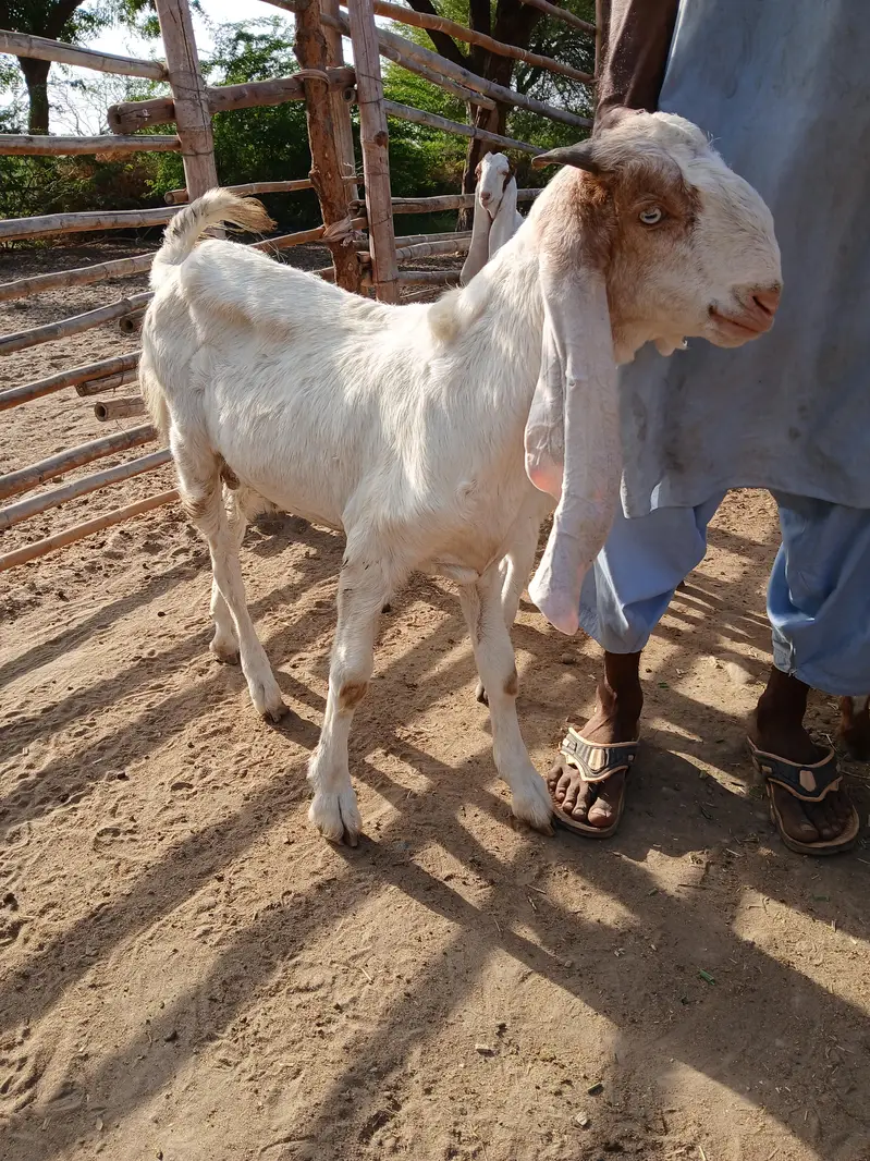 BREEDER BAKRAY & GABBAN BAKRIAN FOR SALE ALL STOCK CONTACT 03136739174 — photo 10