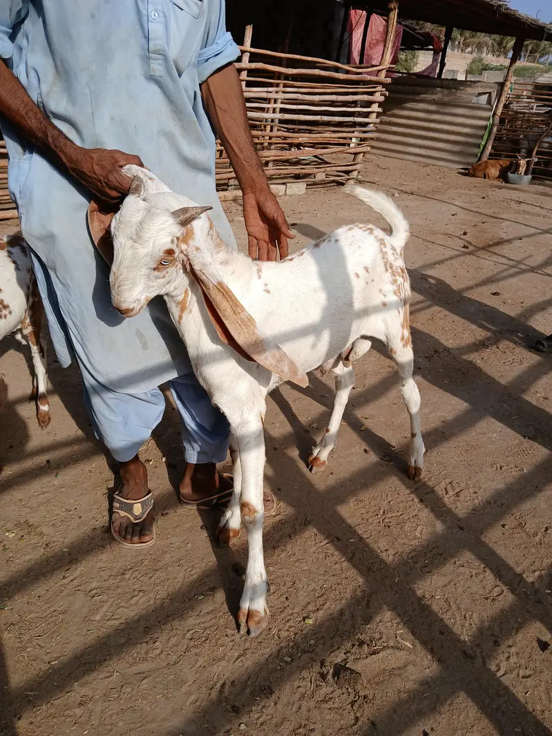 BREEDER BAKRAY & GABBAN BAKRIAN FOR SALE ALL STOCK CONTACT 03136739174 — photo 11