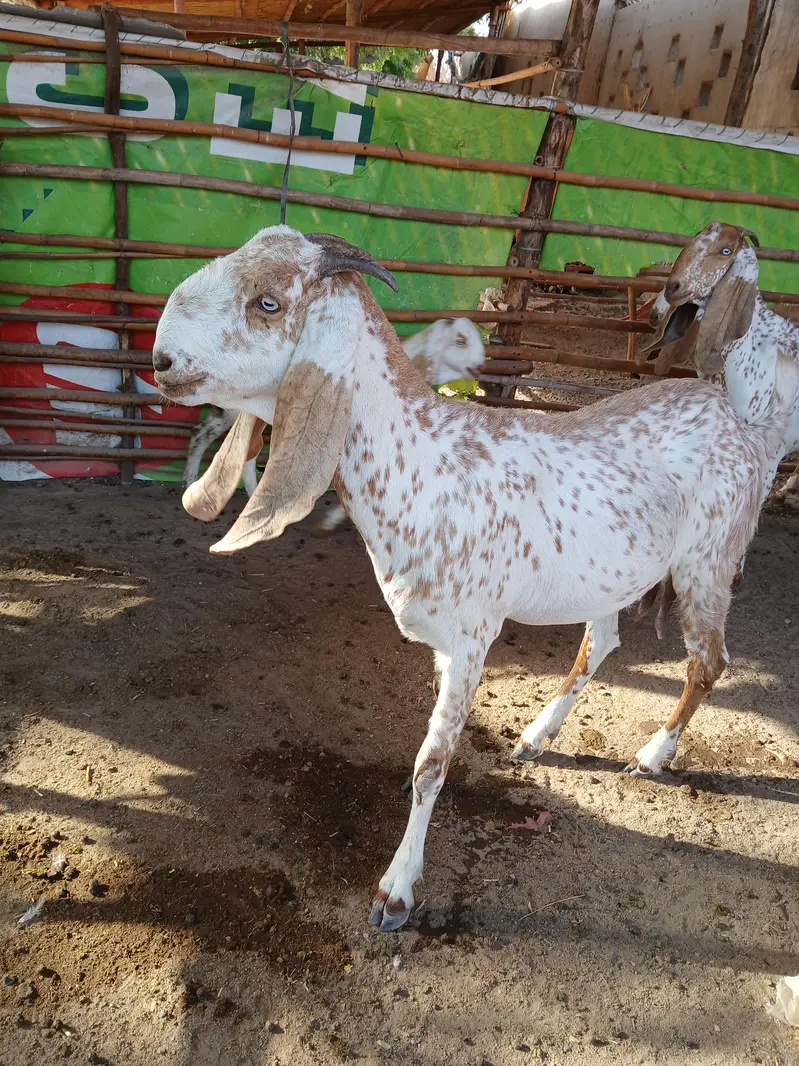 BREEDER BAKRAY & GABBAN BAKRIAN FOR SALE ALL STOCK CONTACT 03136739174 — photo 12