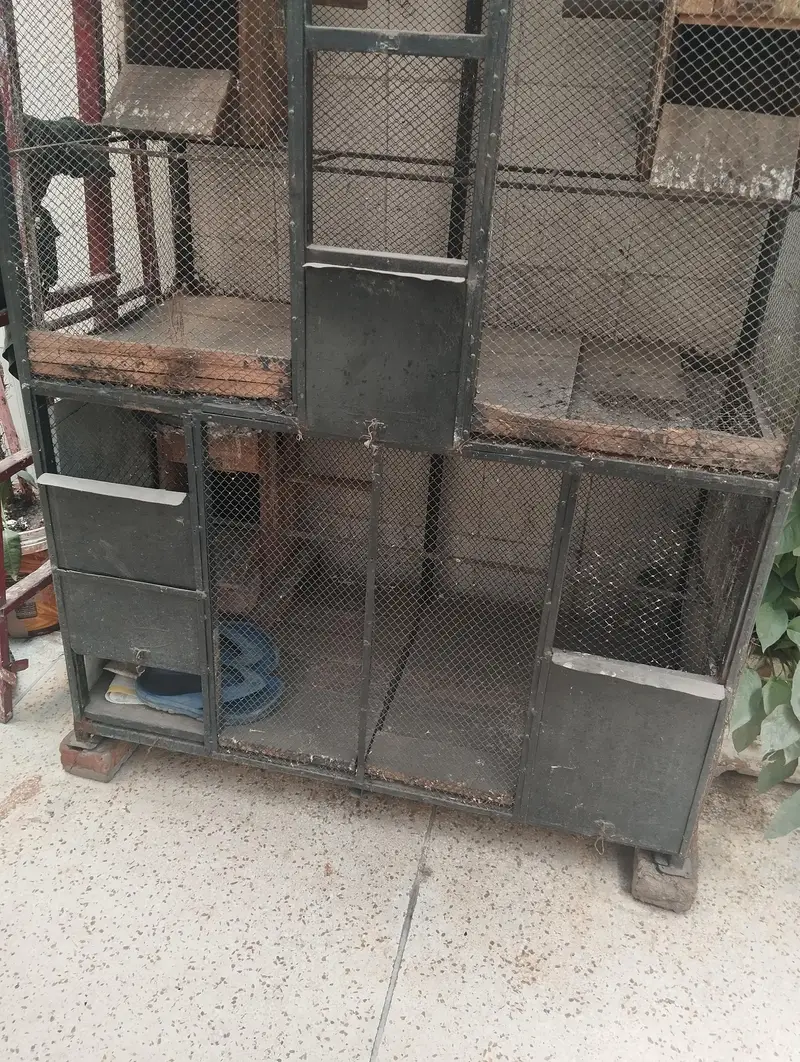 Cage Cage Cage Cage — photo 3
