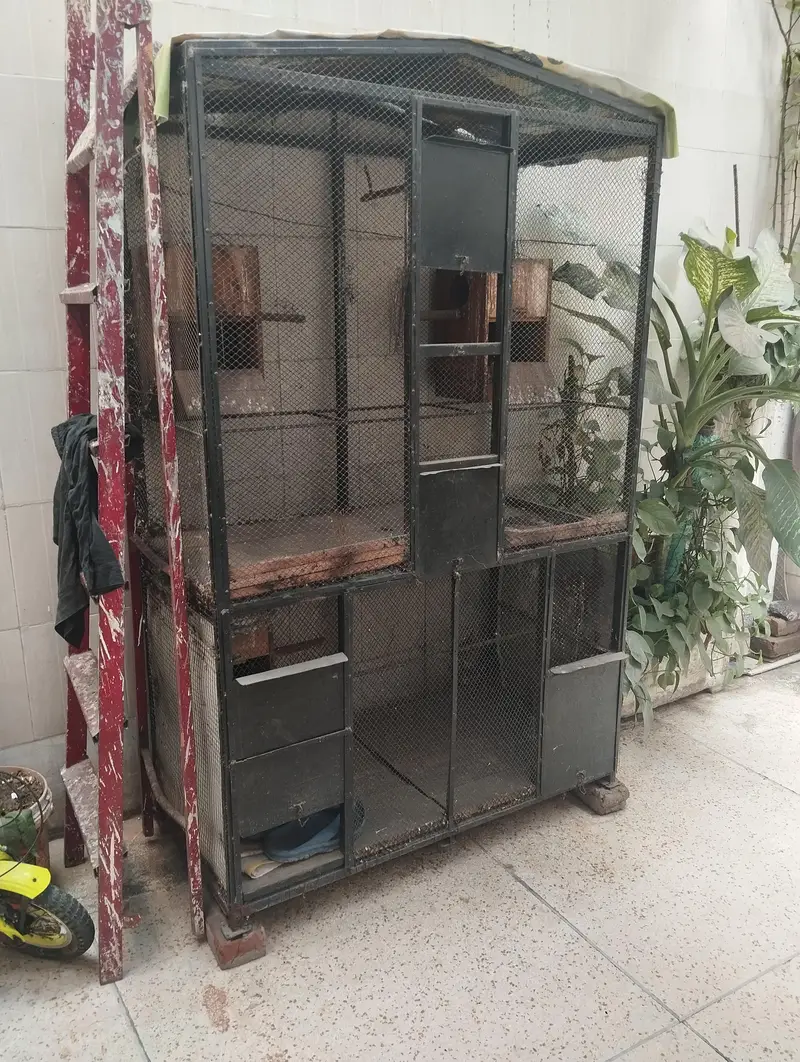Cage Cage Cage Cage — photo 4
