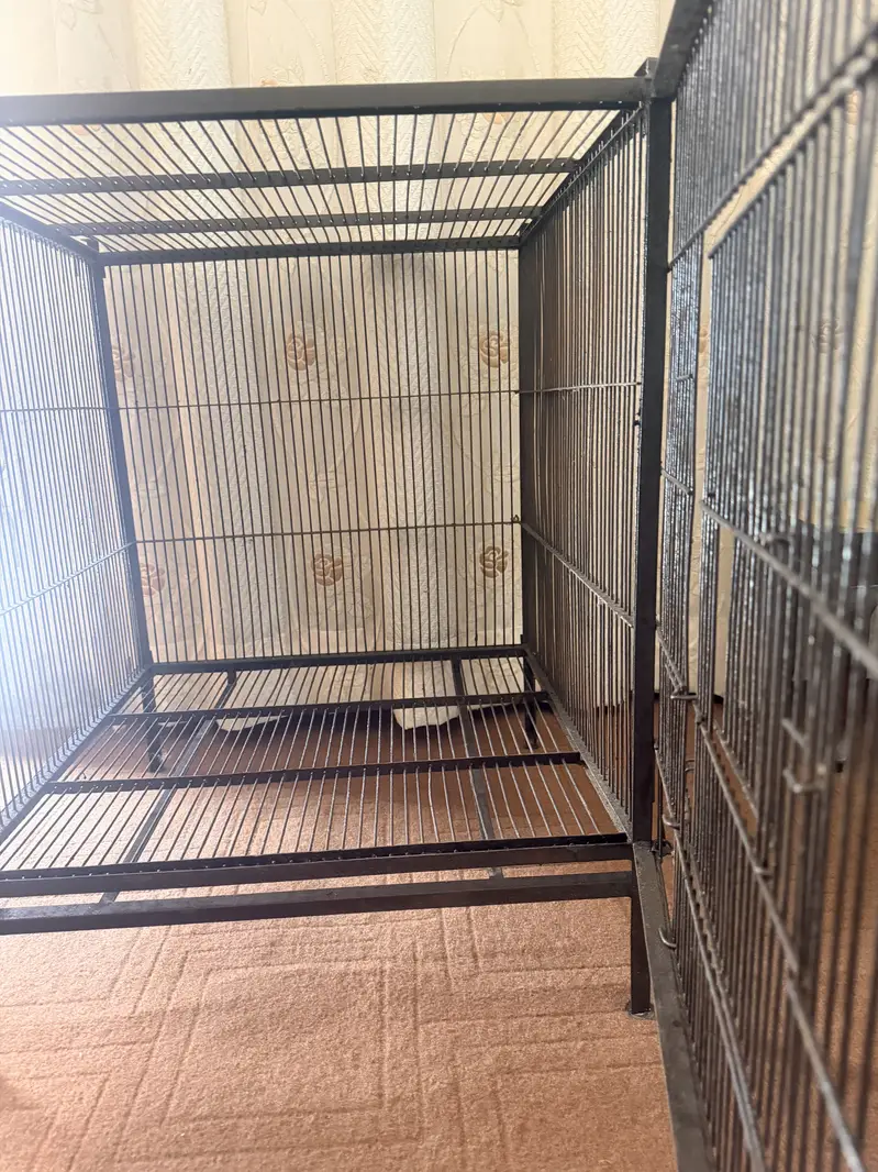 Heavy iron cage for birds and hen in 14000 — photo 2