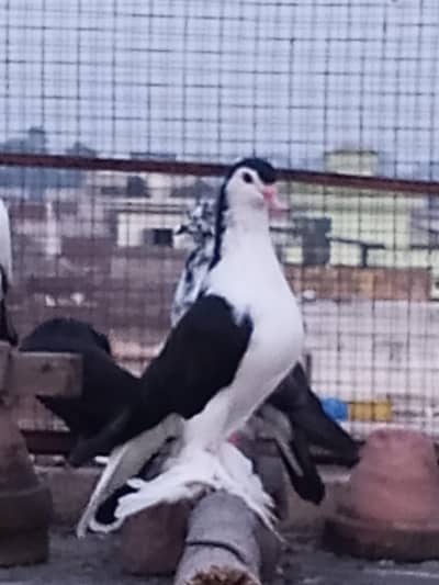 German shirazi long hight female