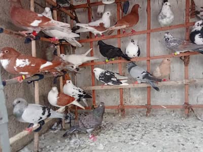 gola kabootar