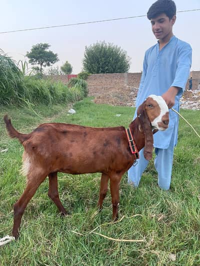 original betal female goat for sale