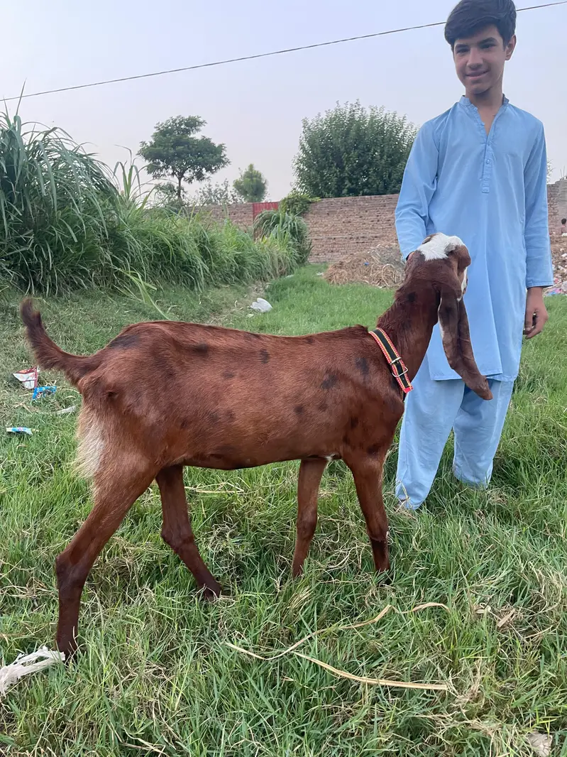 original betal female goat for sale — photo 2