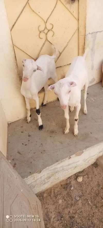 02 teddy male jori or 01 ablak Munda male for sell