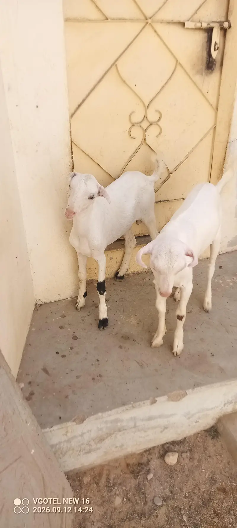 02 teddy male jori or 01 ablak Munda male for sell — photo 2