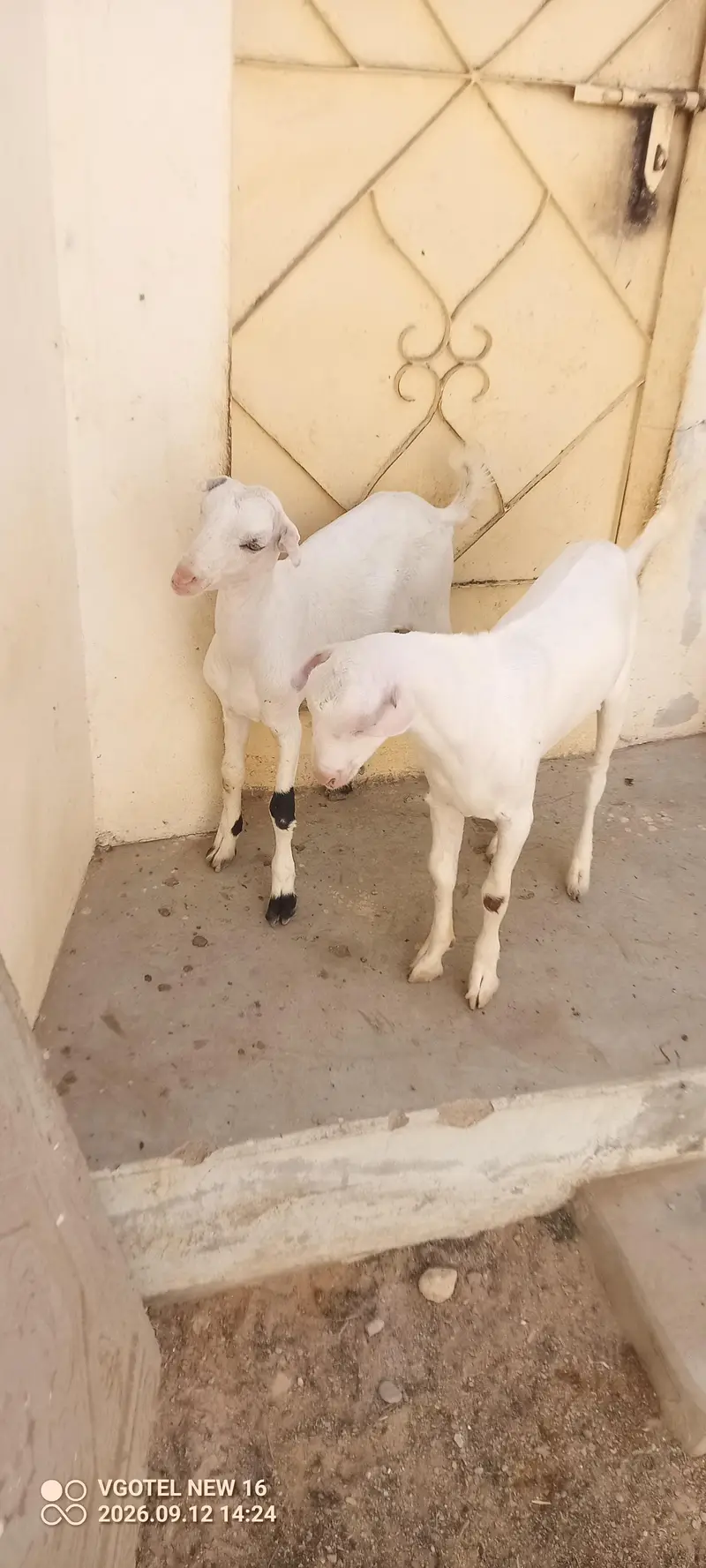 02 teddy male jori or 01 ablak Munda male for sell — photo 3