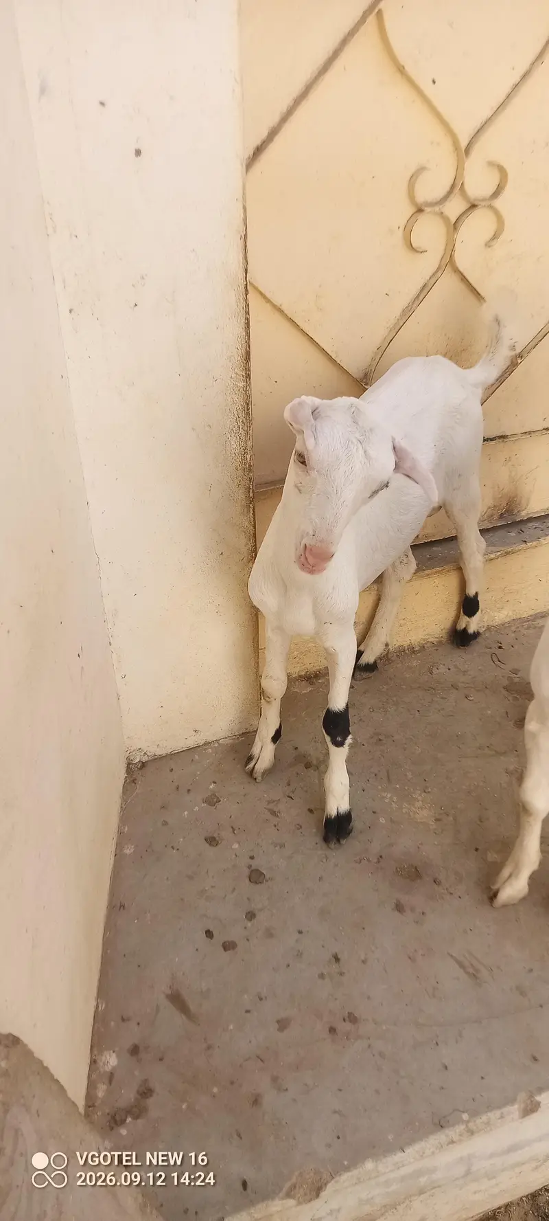 02 teddy male jori or 01 ablak Munda male for sell — photo 4