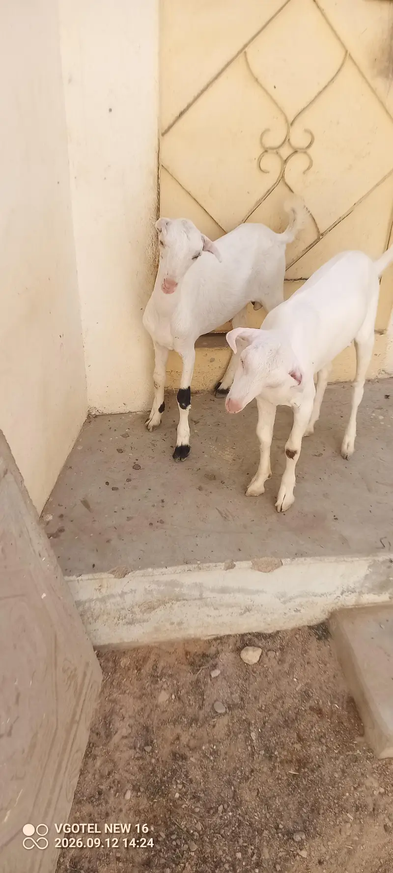 02 teddy male jori or 01 ablak Munda male for sell — photo 5