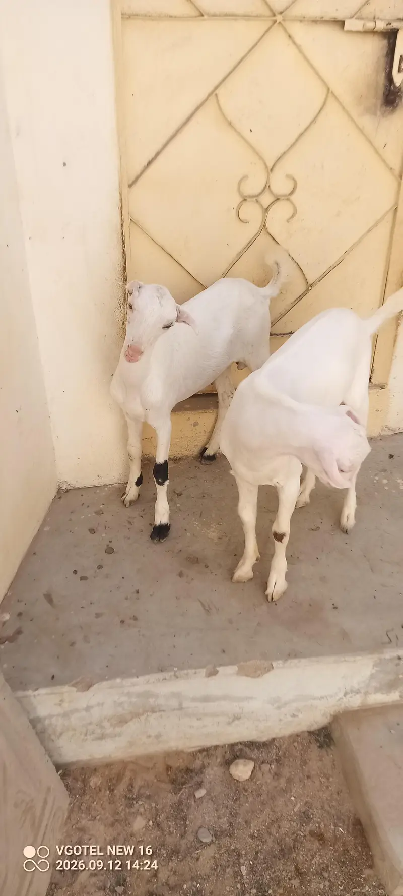 02 teddy male jori or 01 ablak Munda male for sell — photo 6