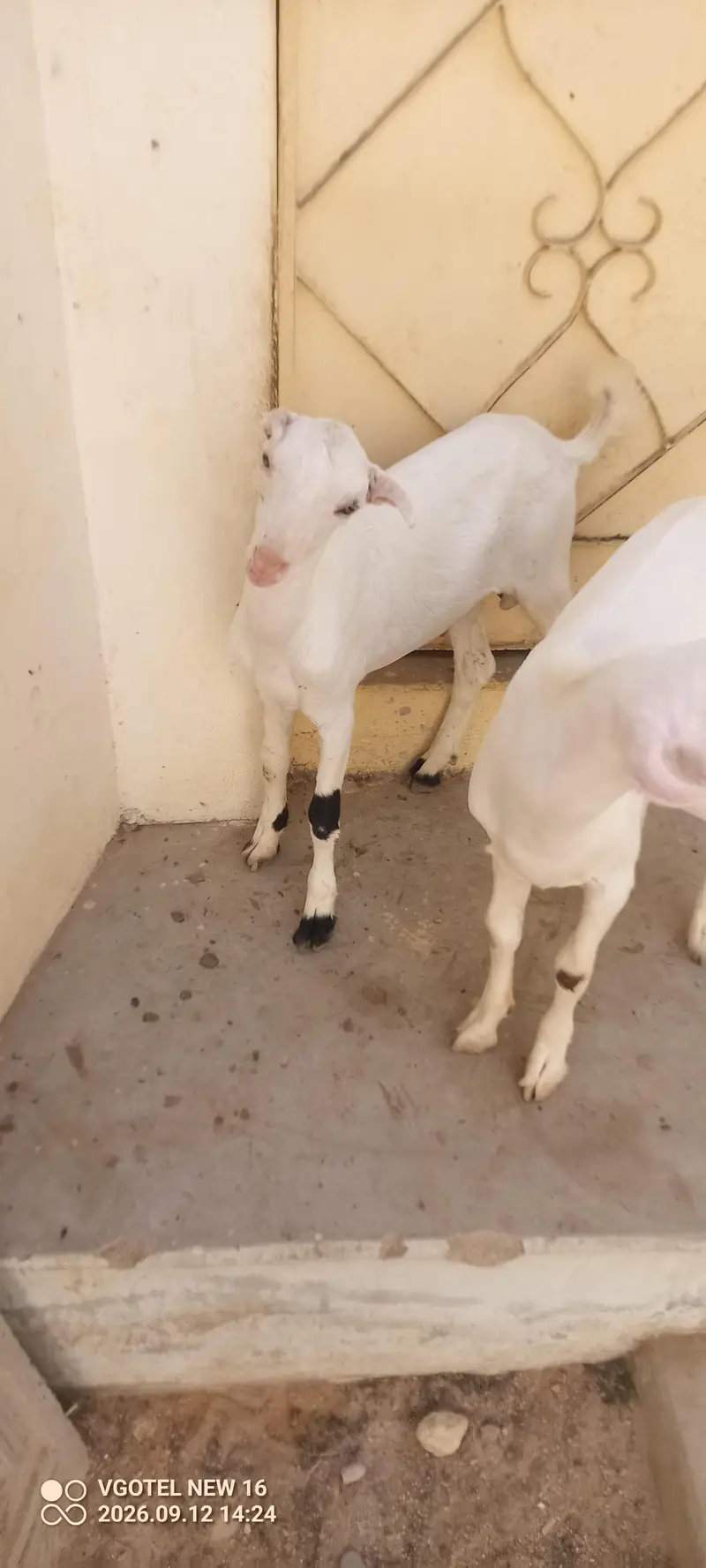 02 teddy male jori or 01 ablak Munda male for sell — photo 7