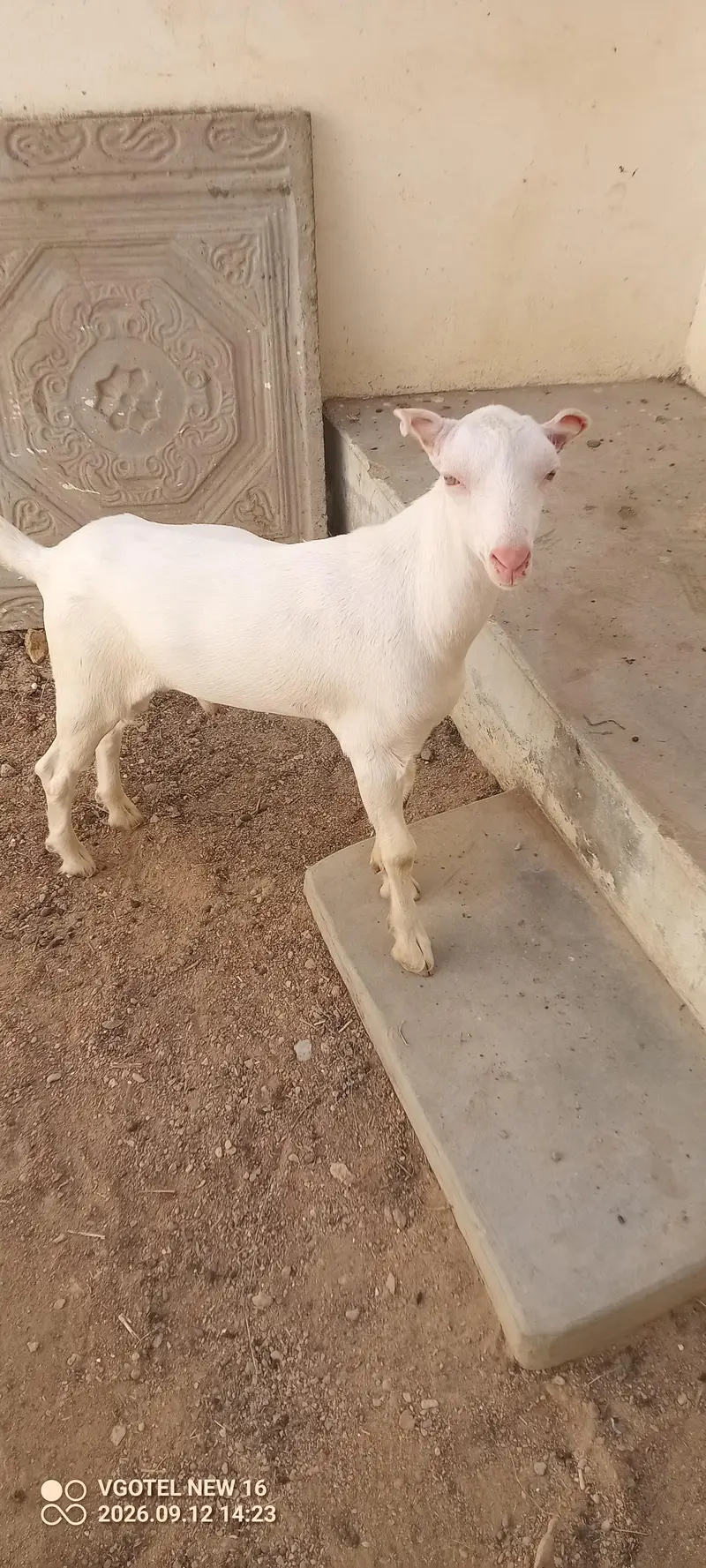 02 teddy male jori or 01 ablak Munda male for sell — photo 8