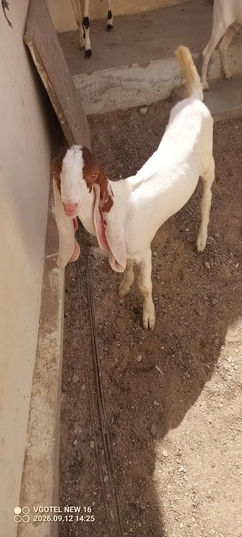 02 teddy male jori or 01 ablak Munda male for sell — photo 10