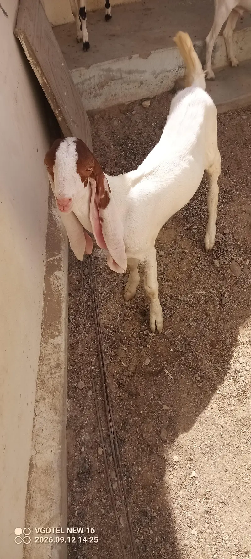 02 teddy male jori or 01 ablak Munda male for sell — photo 11