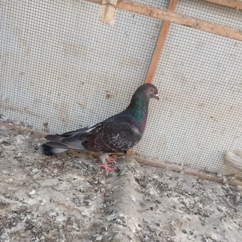 *10 Gola Kabootar Sale Ke Liye Available** — photo 2
