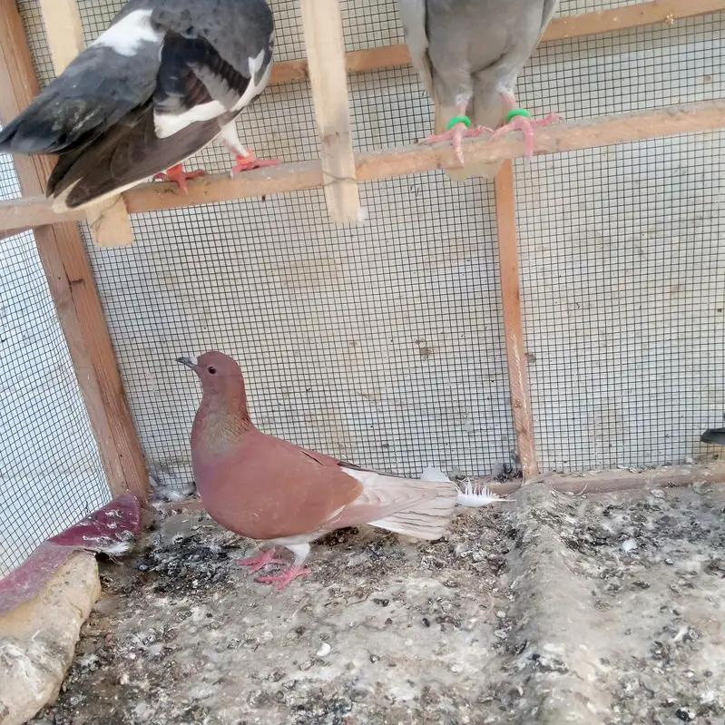 *10 Gola Kabootar Sale Ke Liye Available** — photo 4