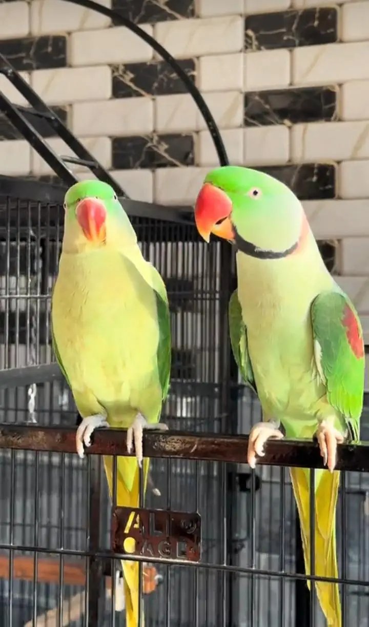 Kashmiri raw parrot for sale piar available — photo 2