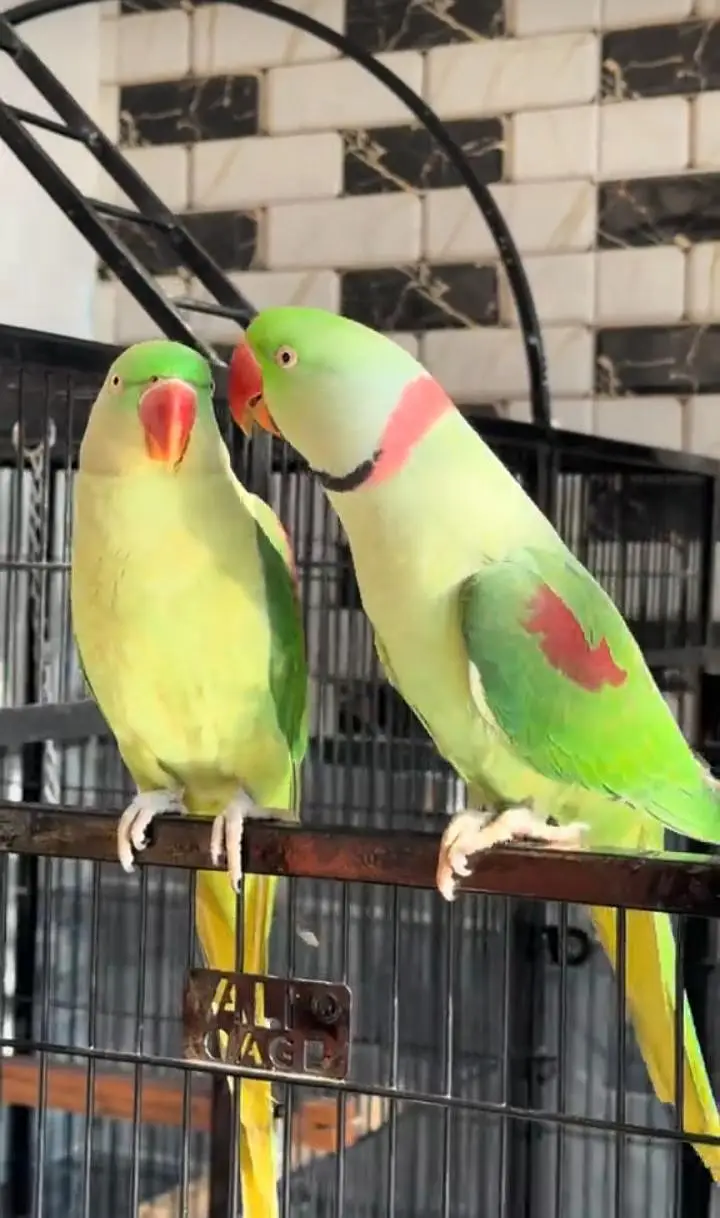Kashmiri raw parrot for sale piar available — photo 3