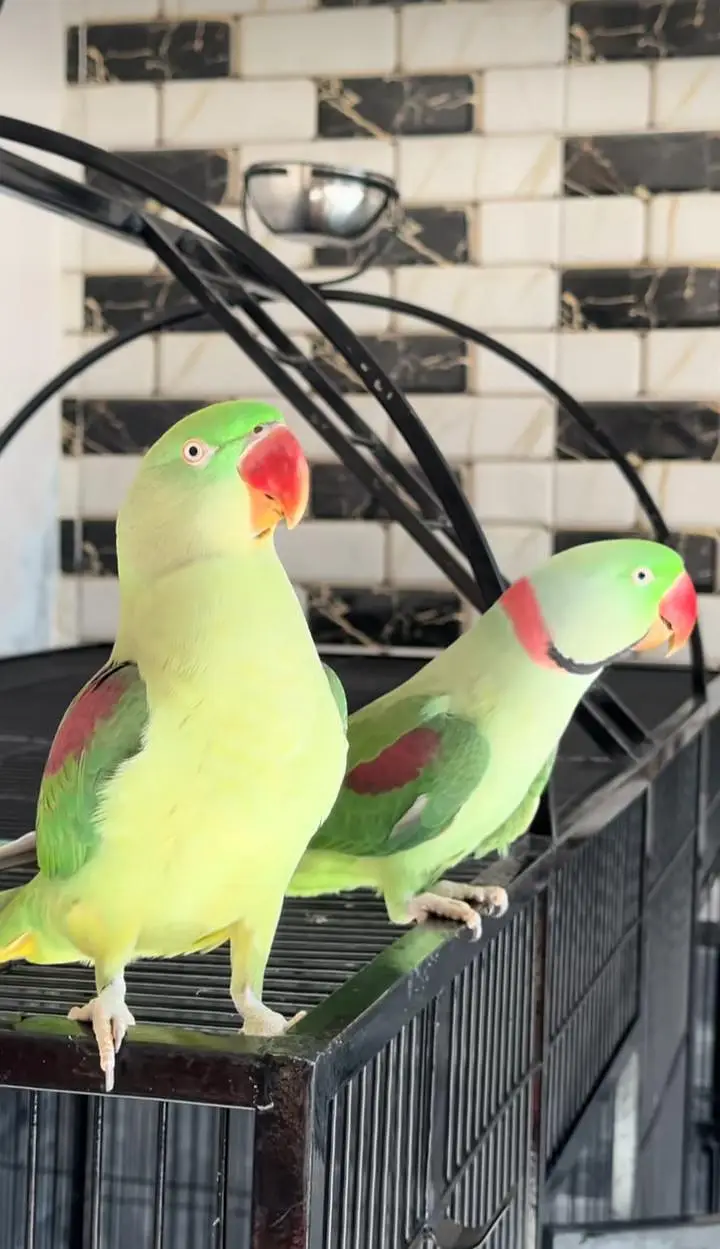 Kashmiri raw parrot for sale piar available — photo 4