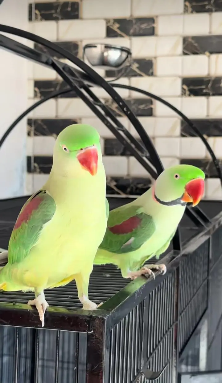 Kashmiri raw parrot for sale piar available — photo 5