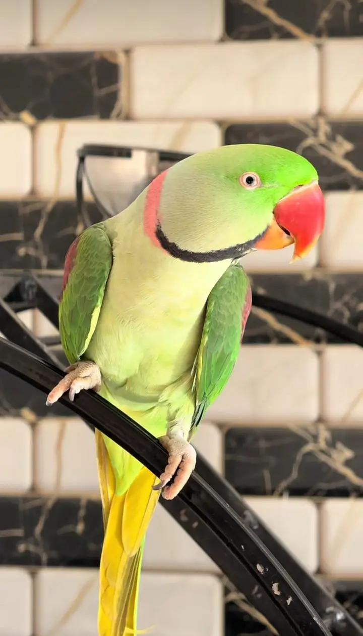 Kashmiri raw parrot for sale piar available — photo 6