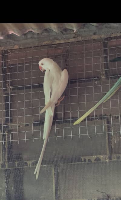Ringneck white