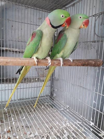 raw parrot pair