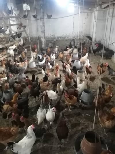 Mixed breed flock (includes White Leghorn, Rhode Island Red)