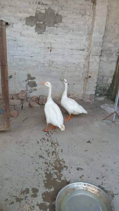 duck pair