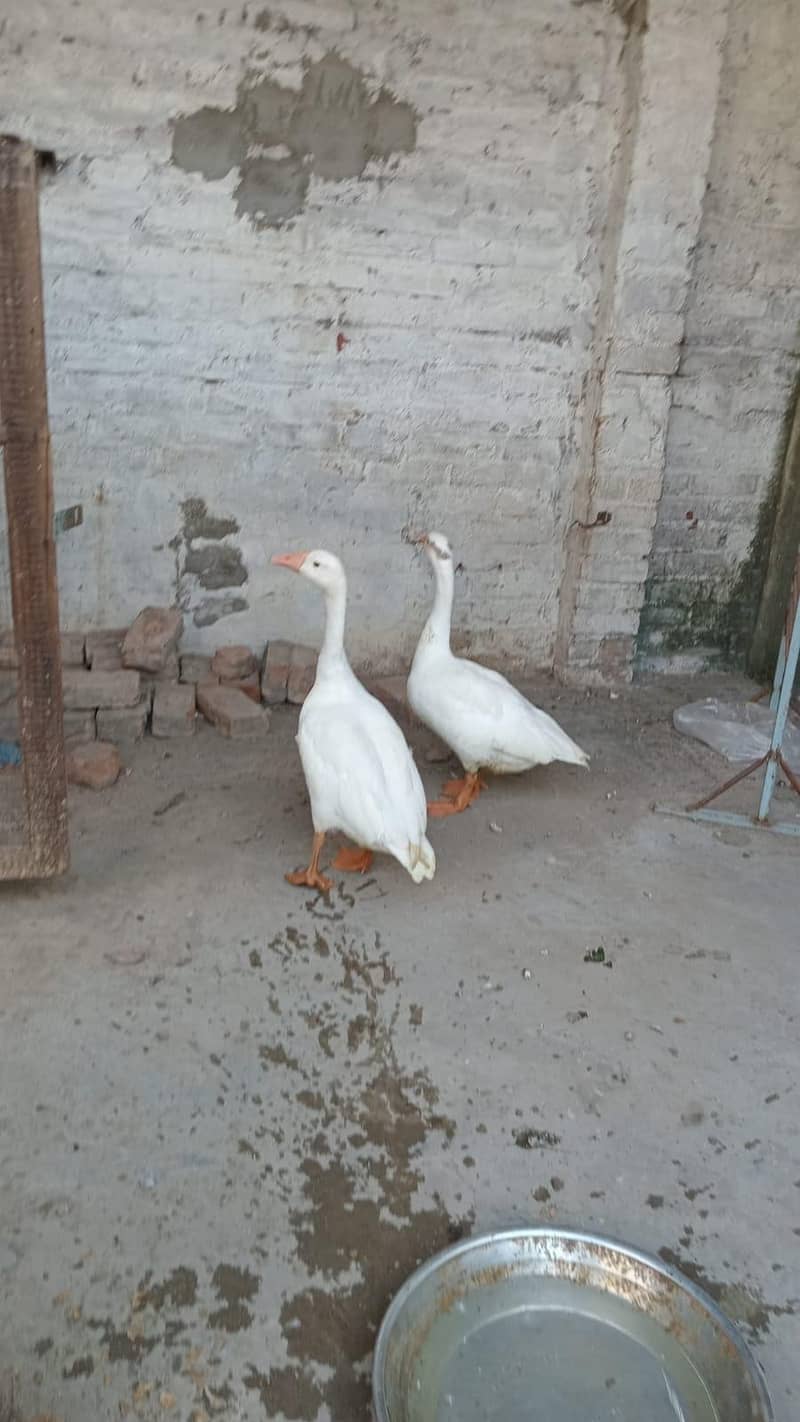 duck pair 0