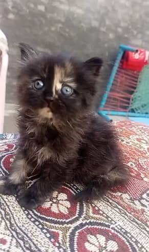 Persian kittens | triple Coat _punch Face| cute white | fluffy cat