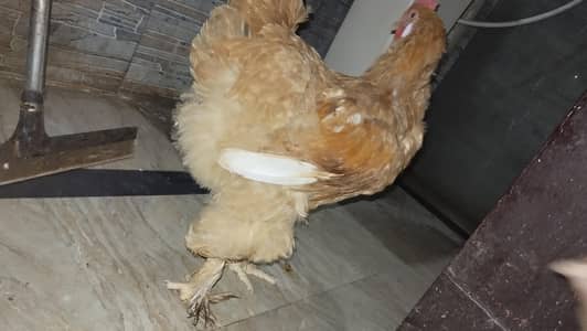 Golden Buffs chickens for sale (3 female, 1 male), 7 months