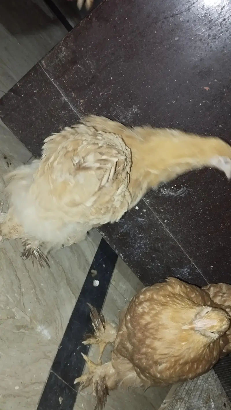 Golden Buffs chickens for sale (3 female, 1 male), 7 months — photo 2