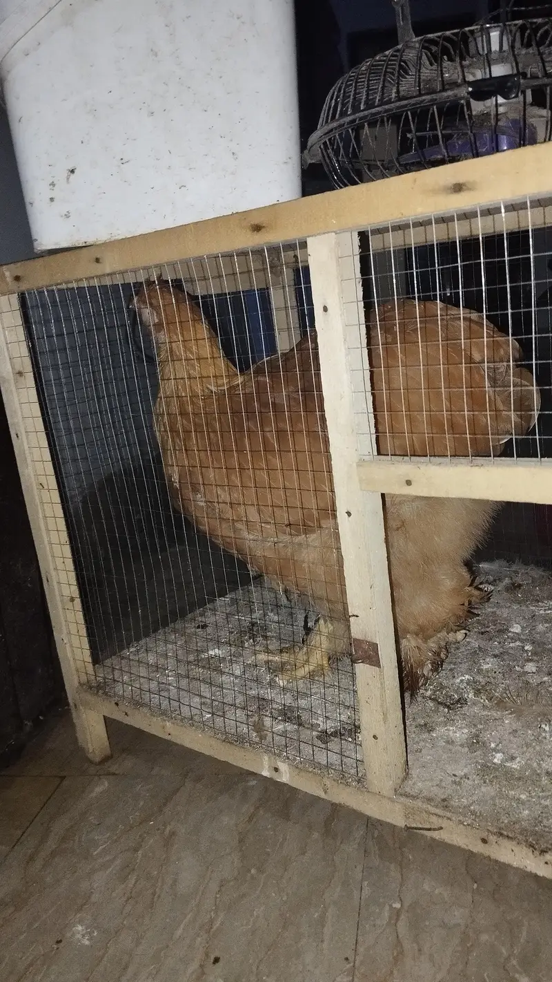 Golden Buffs chickens for sale (3 female, 1 male), 7 months — photo 4