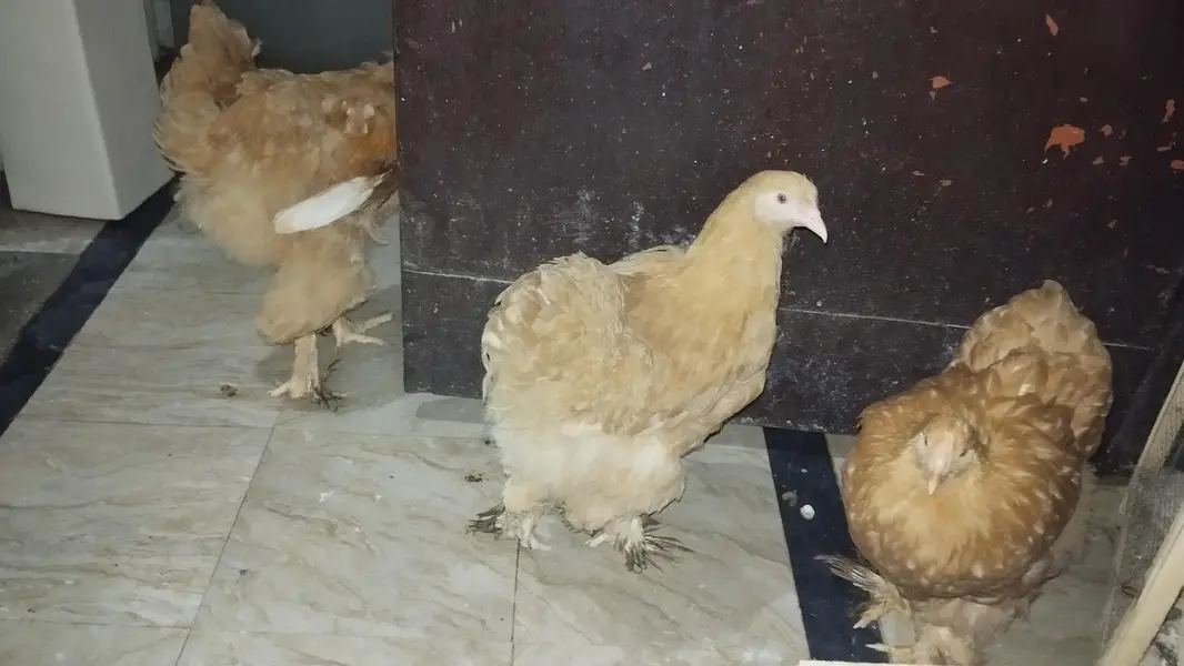 Golden Buffs chickens for sale (3 female, 1 male), 7 months — photo 5